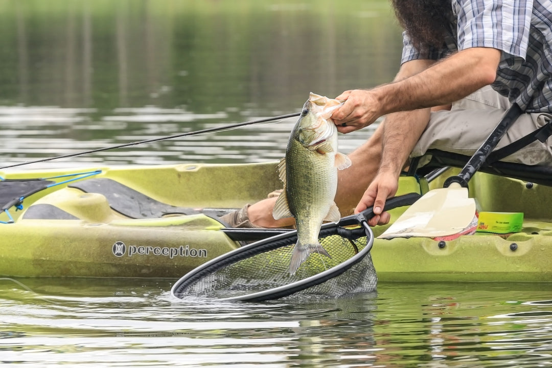 Hand pulling a fish out of the water