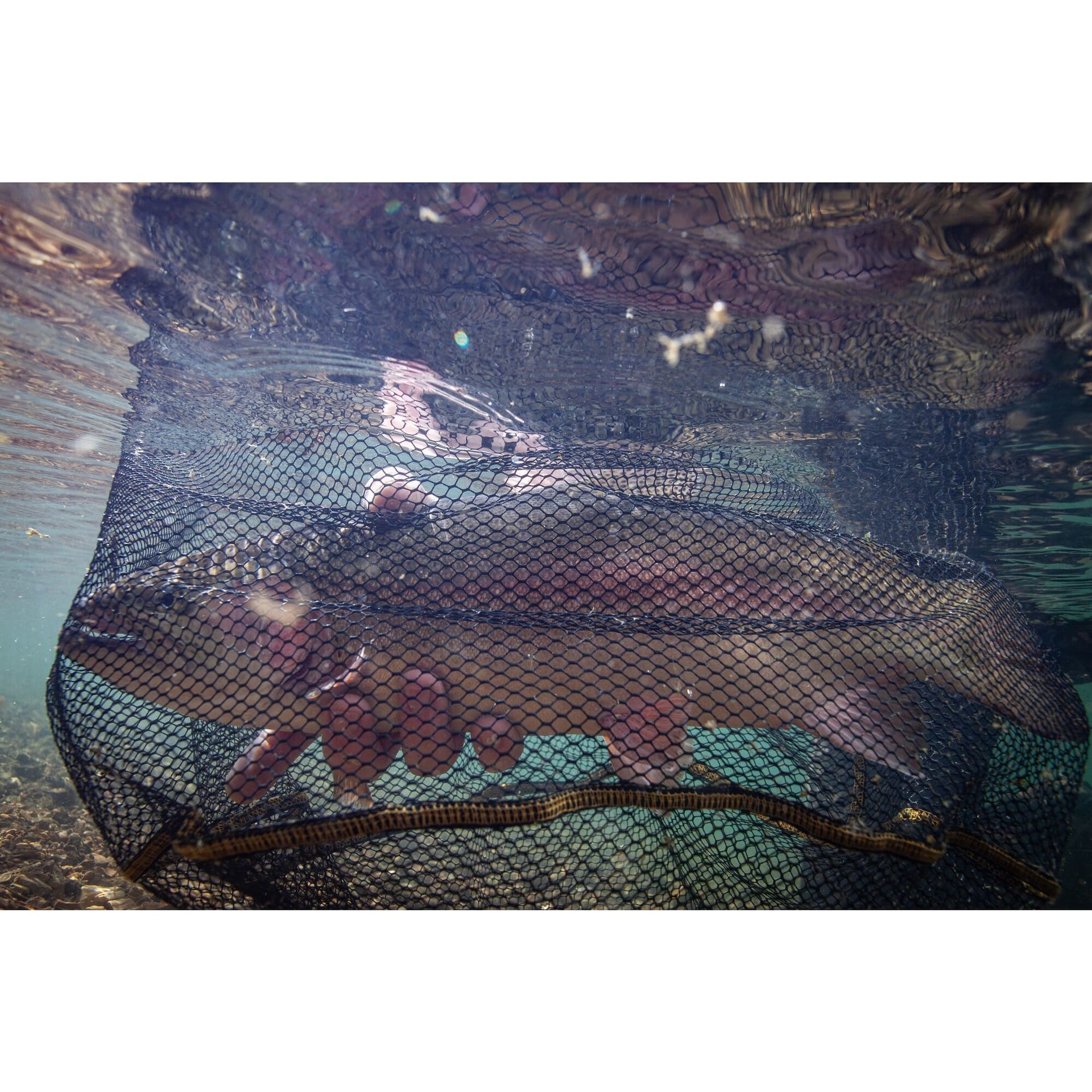 Frabill Floating Trout Net 9